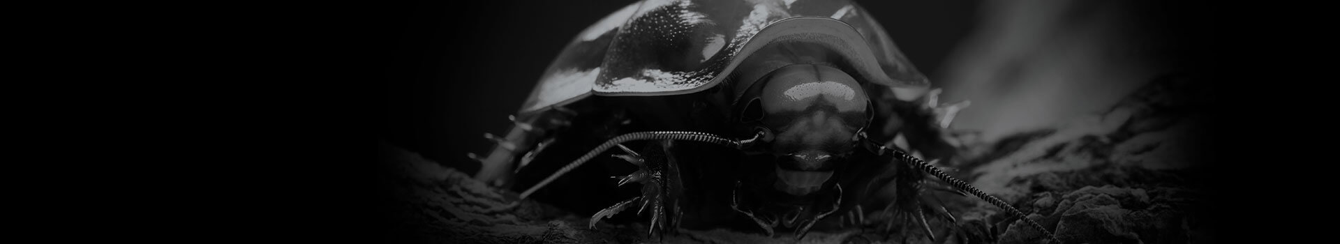 The Impact of Covid on Cockroaches