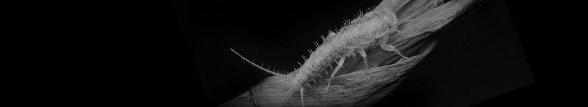 How to spot a Silverfish problem?
