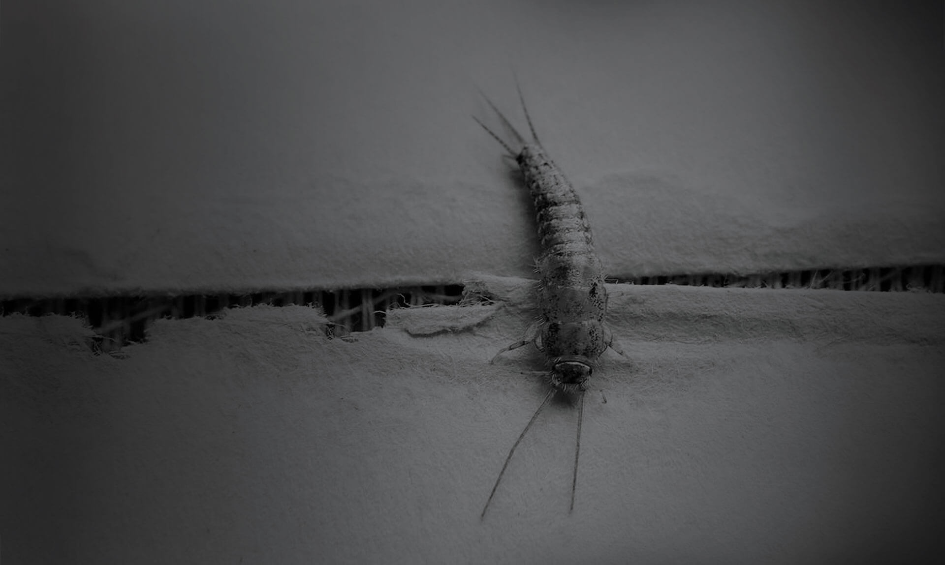How to get rid of silverfish?
