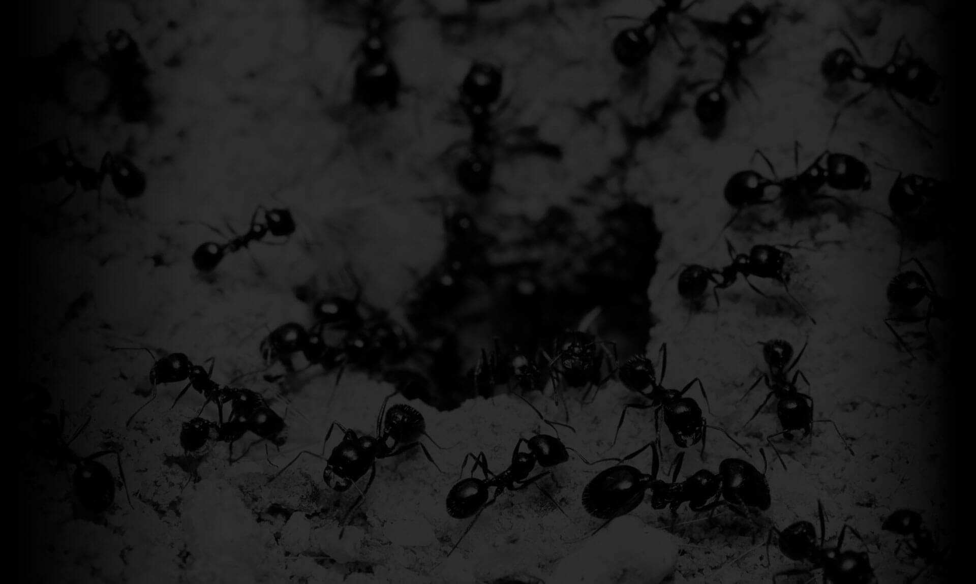 What is a group of ants called?