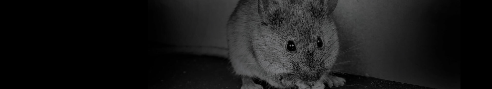 Seen a Mouse in Your House? Here’s How Many You Might Have