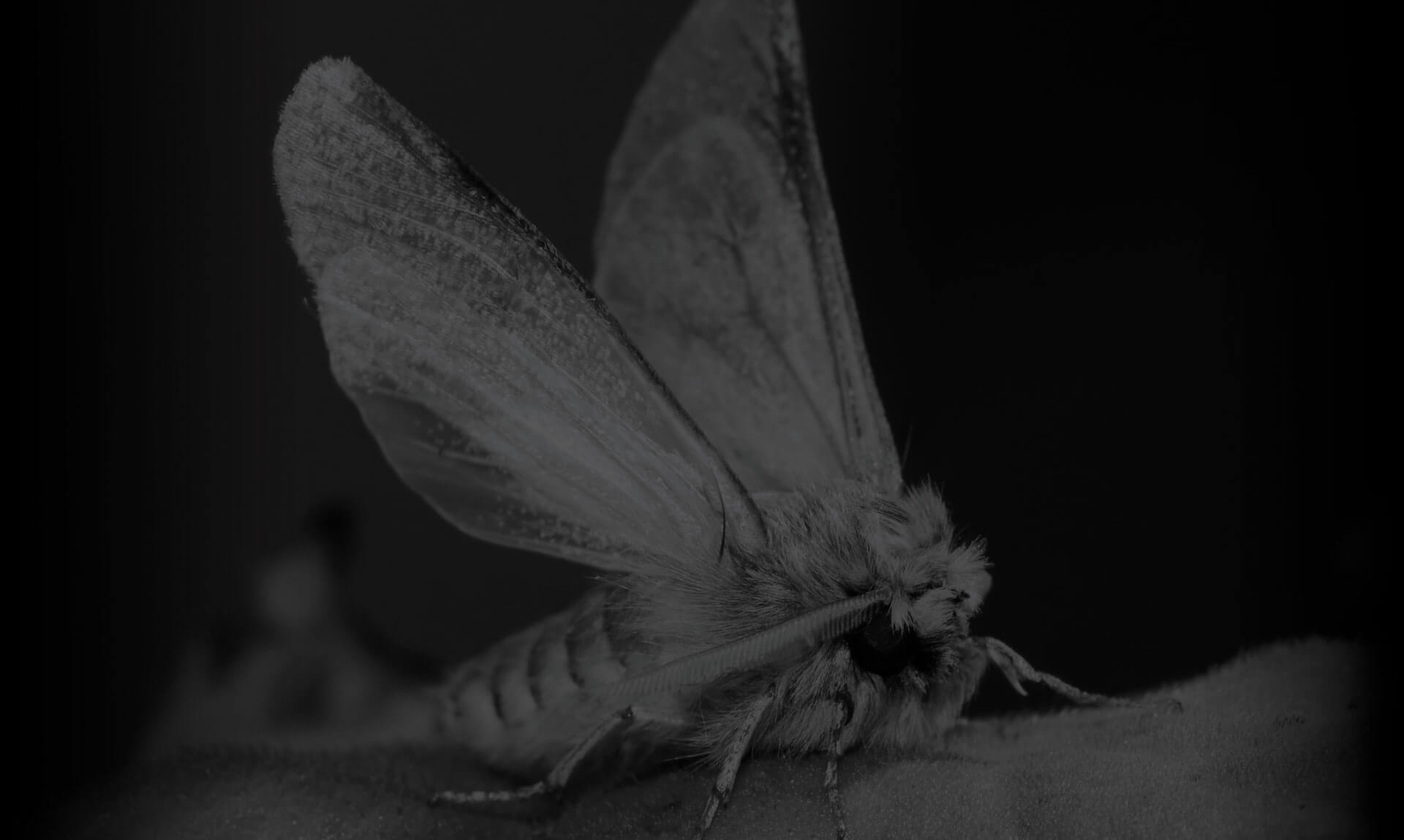 Why Are Moths Attracted to Light?