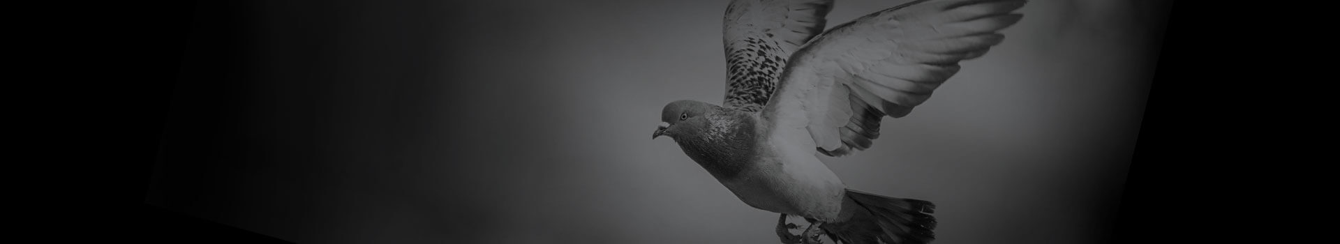 The Impact of Covid on Pigeons