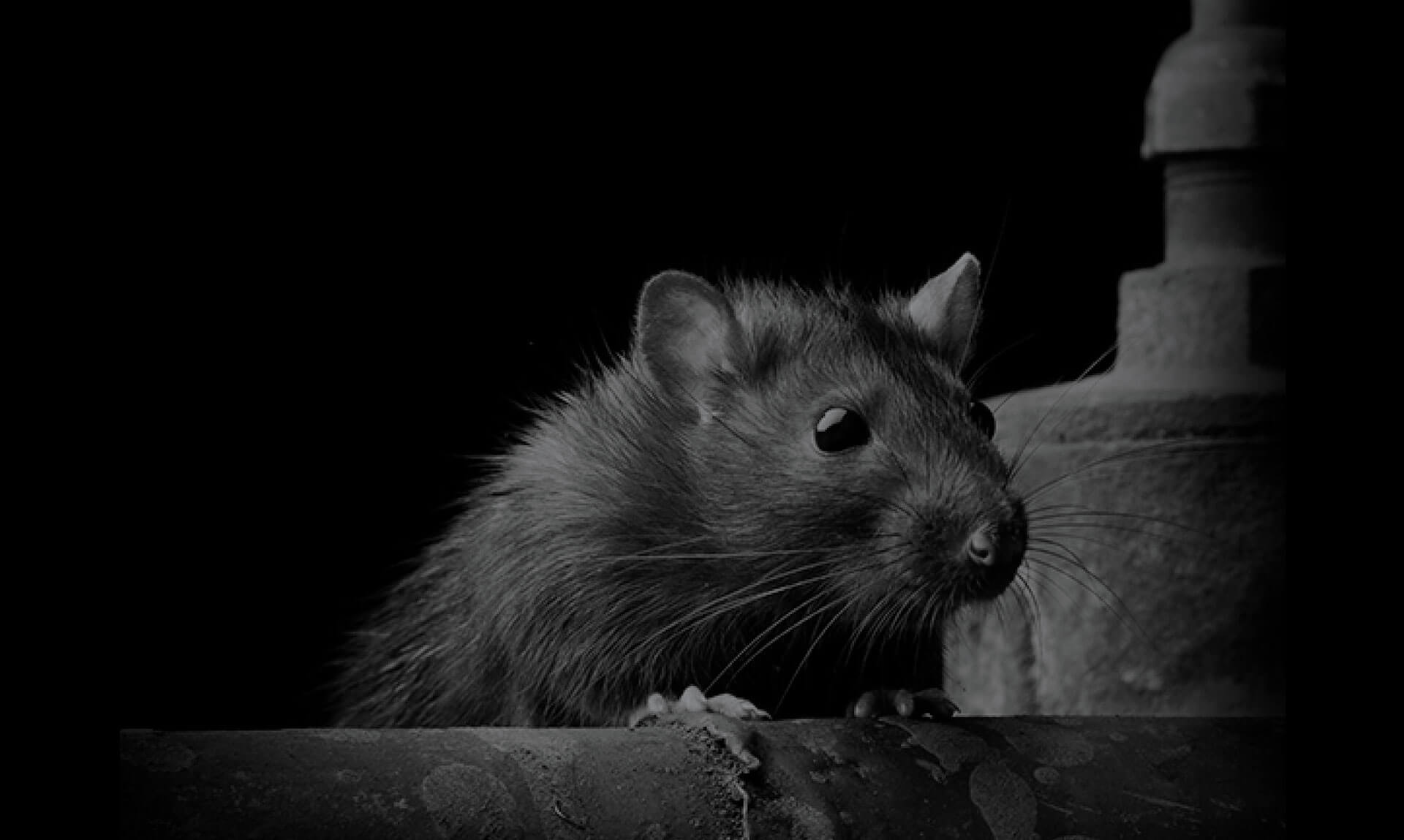 How Far Do Rats Travel from Their Nest?