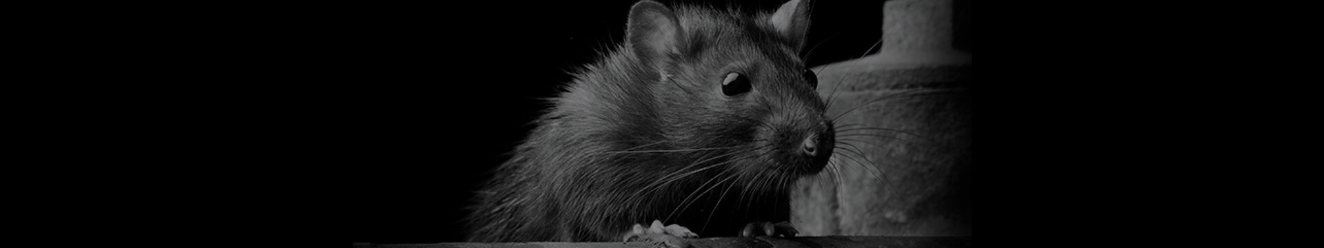 The Impact of Covid on Rats