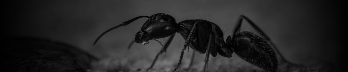 What eats ants? (UK)