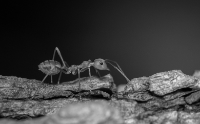 What do ants eat? (UK)