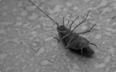 Cockroach Pest Control Service | Cockroach Removal UK | Merlin