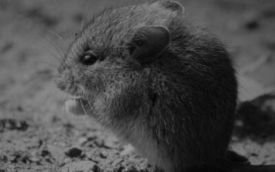 How Much is Mouse Pest Control? UK Cost 2024