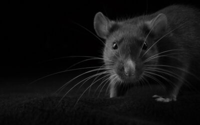 Can Rats in Loft Get into the House? YES! Do This Now