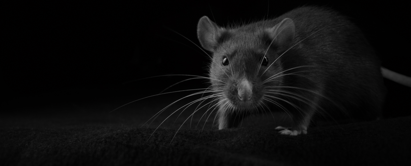Can Rats in Loft Get into the House? YES! Do This Now