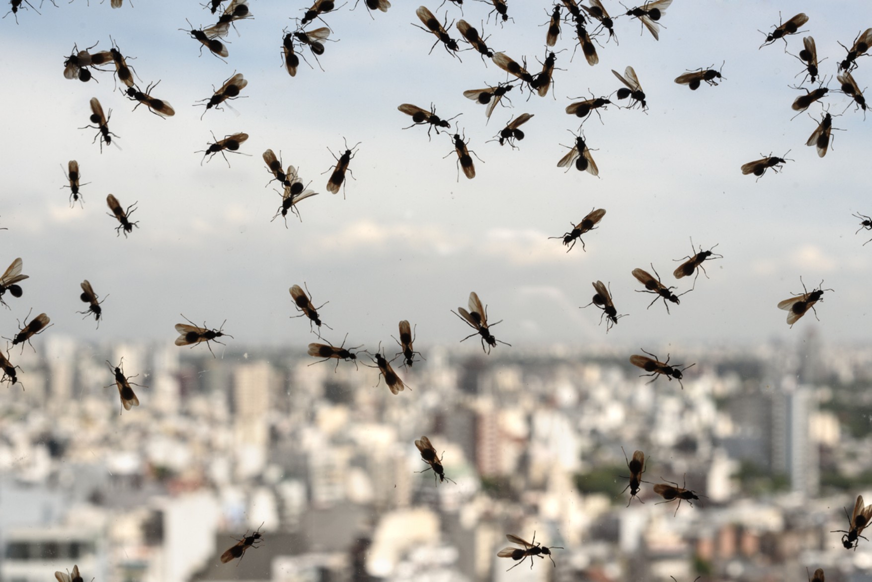 Flying Ants: What Are They & How to Get Rid of Them