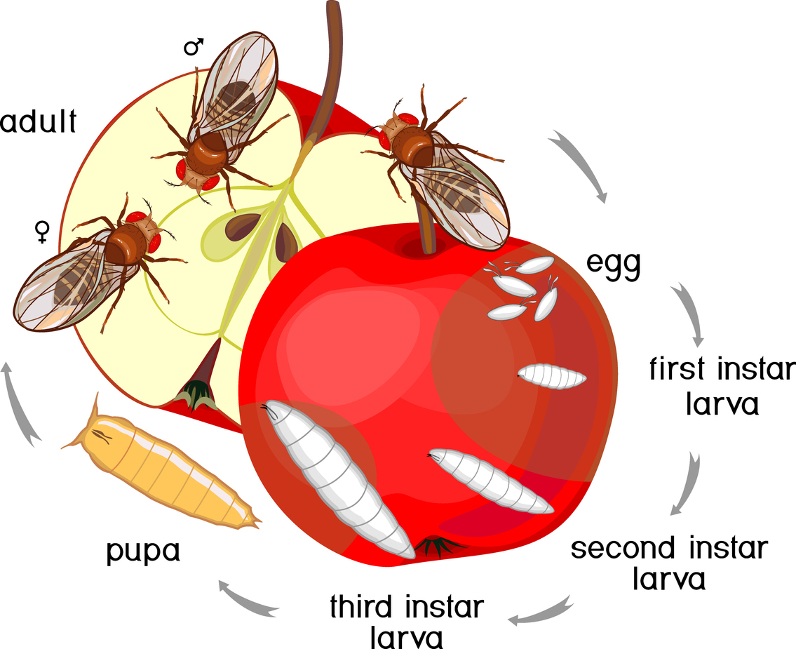 Life Span & Life Cycle of Fruit Fly