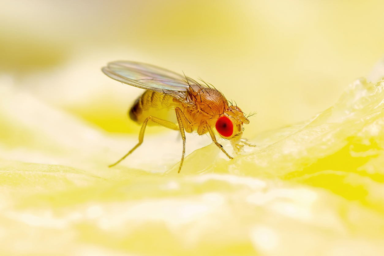 how-to-actually-get-rid-of-fruit-flies-modern-farmer