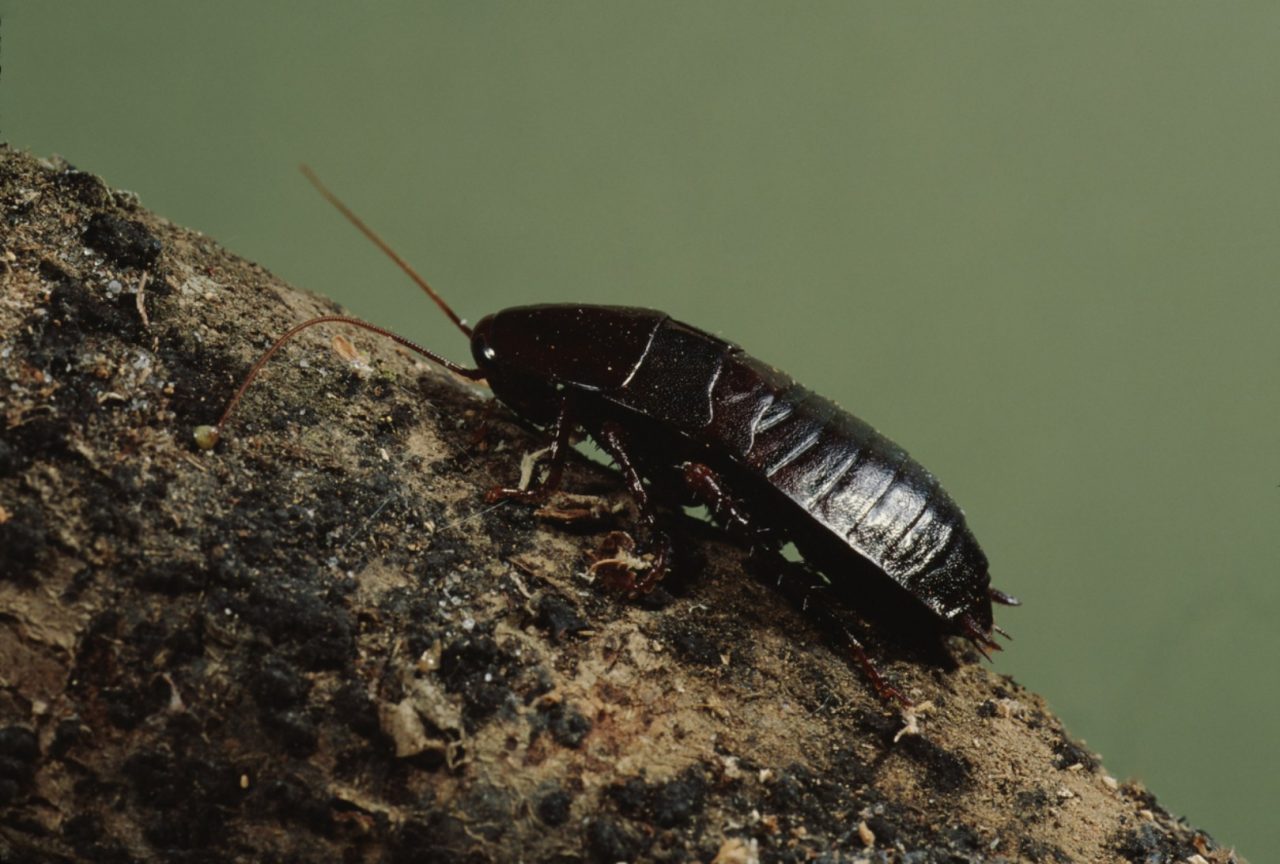 How to get rid of cockroaches? (UK) Merlin Environmental