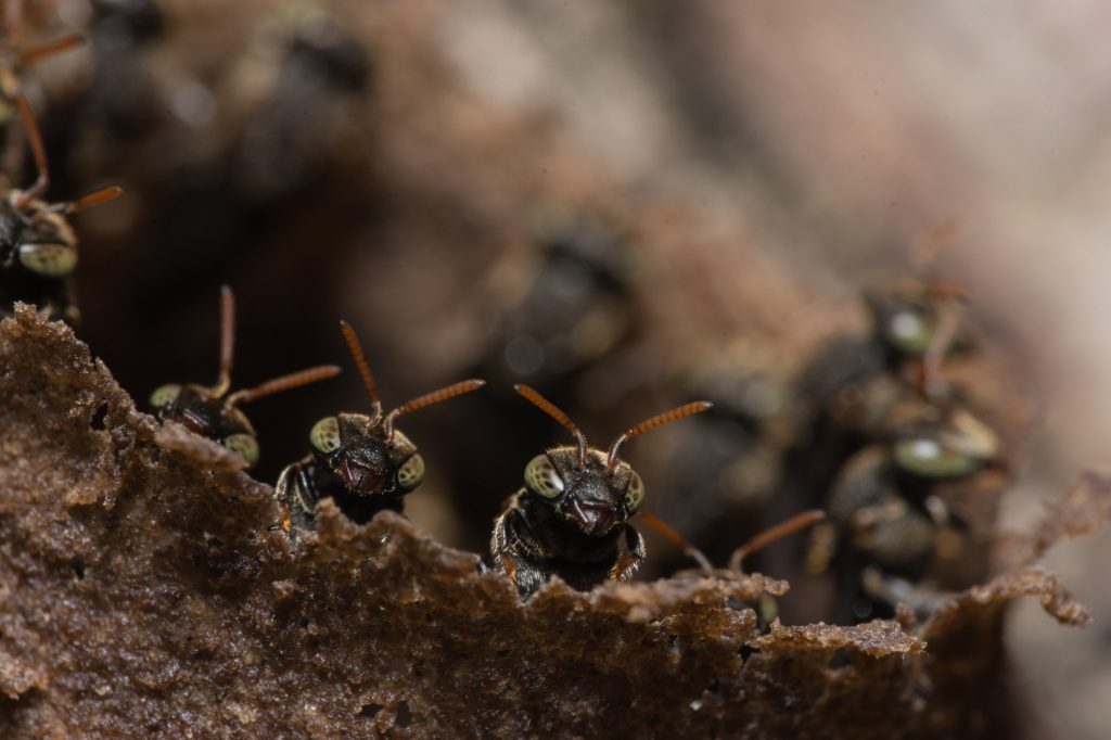 What is a group of ants called? Merlin Environmental