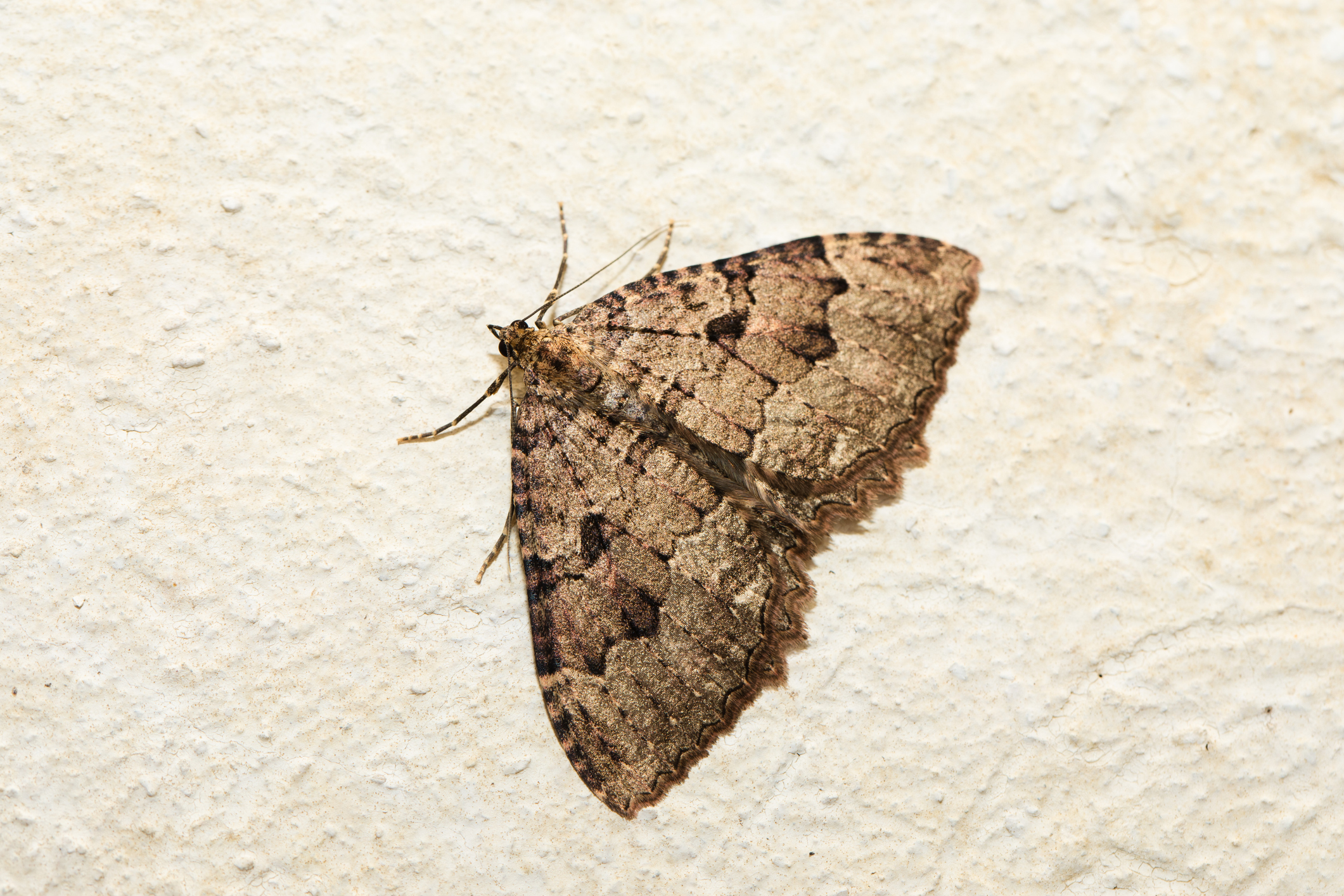 Are Moths Eating Your Clothes? - Proactive Pest Control