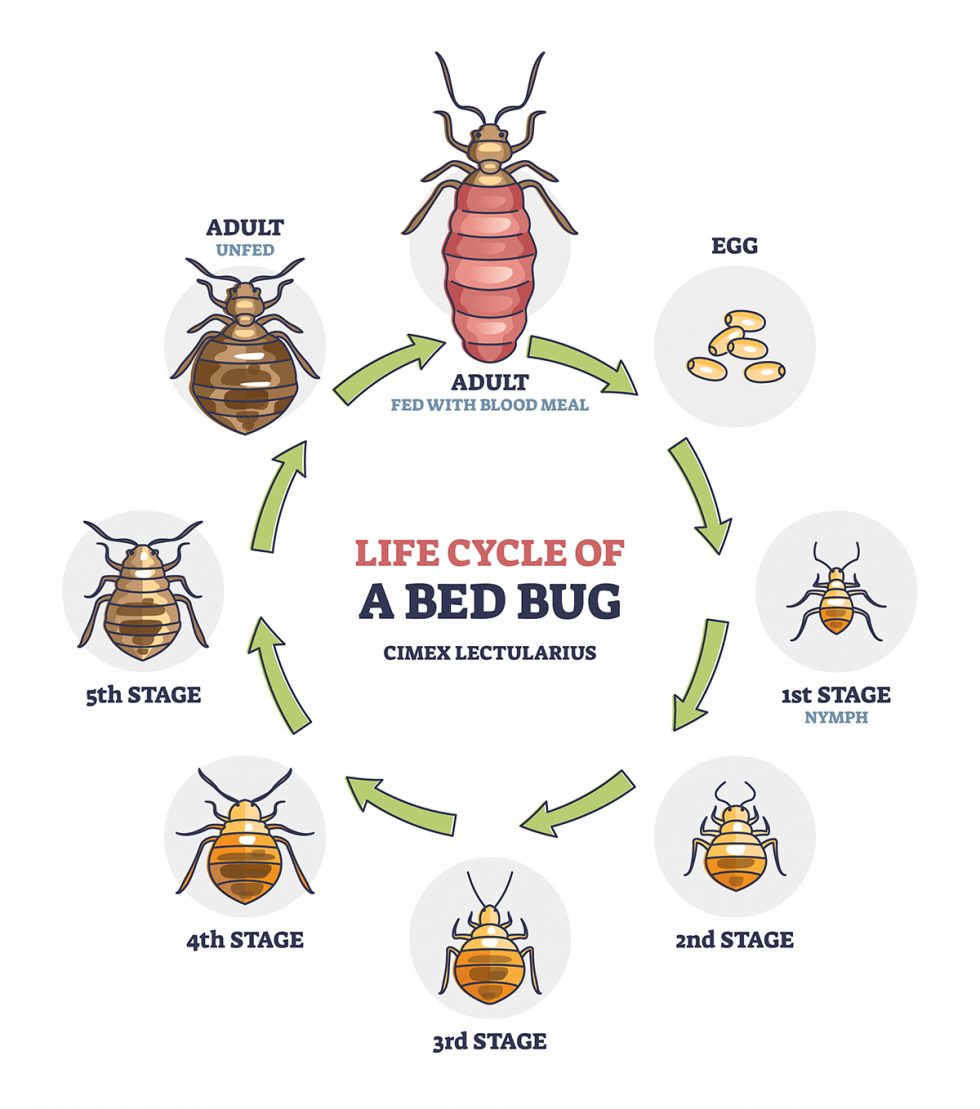 Bed Bug Heat Treatment Cost And Process Revealed Uk Merlin Environmental 1712