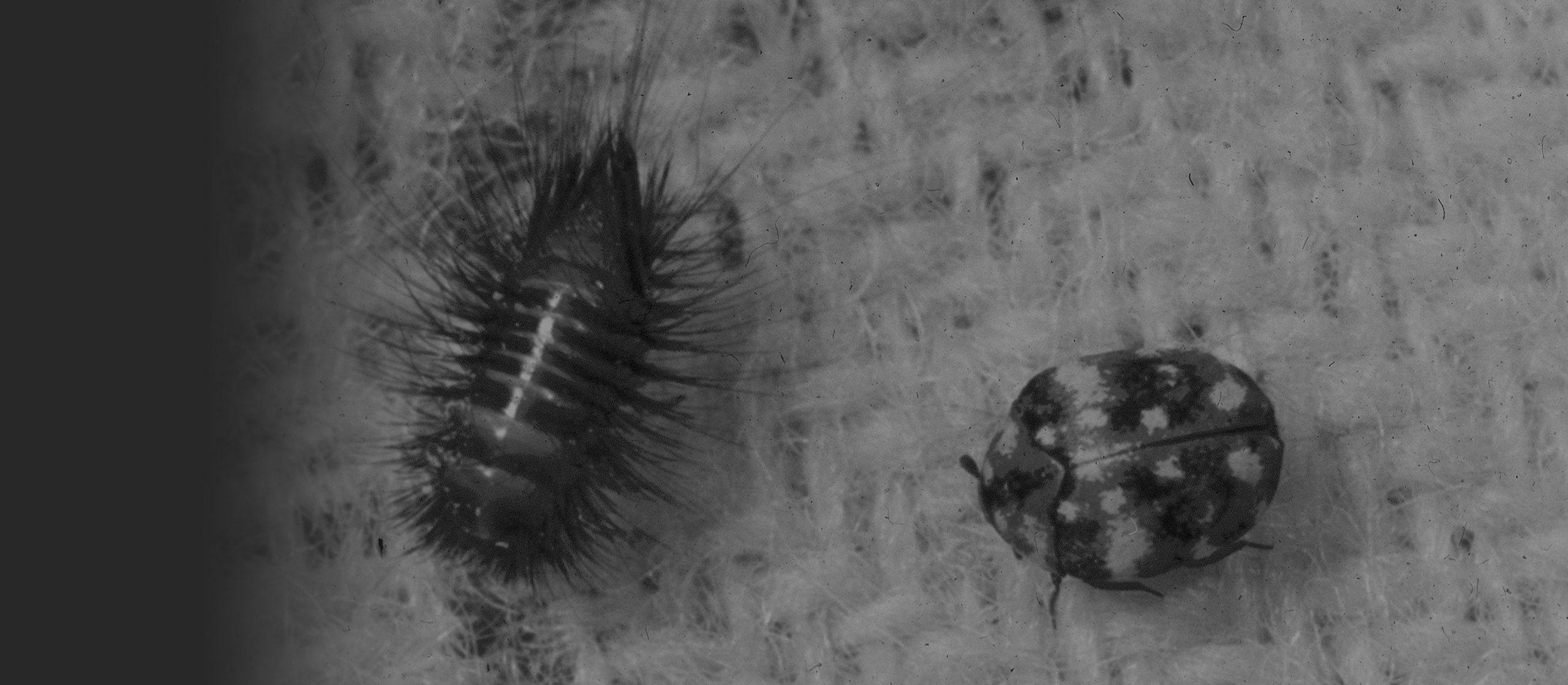 What are the Signs of Carpet Beetles: Quick Detection Guide