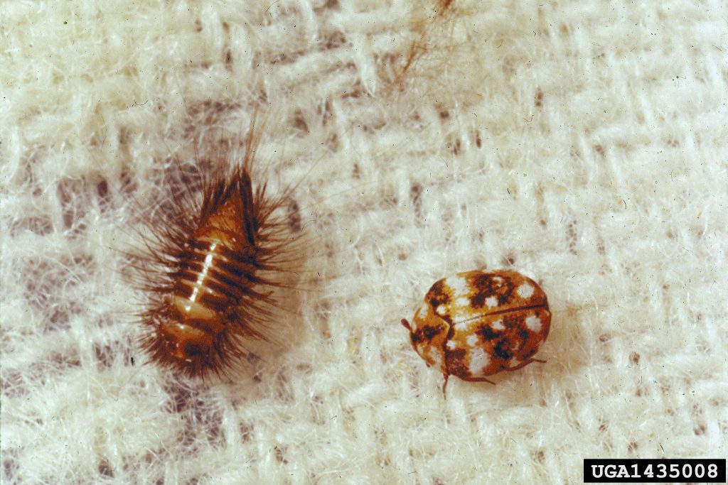 How To Get Rid Of Carpet Beetles UK - Bon Accord London