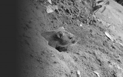 Super Rats in the UK: How Big Do They Really Get? (And What You Must Know)