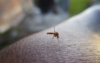 How to Kill Mosquito Larvae in a Pond (UK)