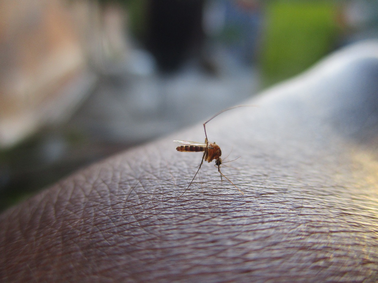 How to Kill Mosquito Larvae in a Pond (UK)