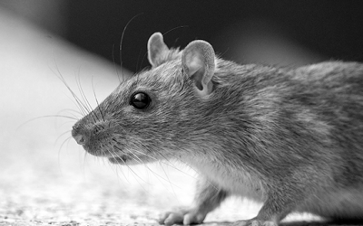Rats in Loft: How to Get Rid of Them (Safely, Legally, and for Good)