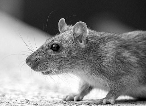 Rats in Loft: How to Get Rid of Them (Safely, Legally, and for Good)