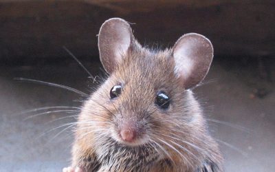 Field Mice in House: How to Identify & Remove Them