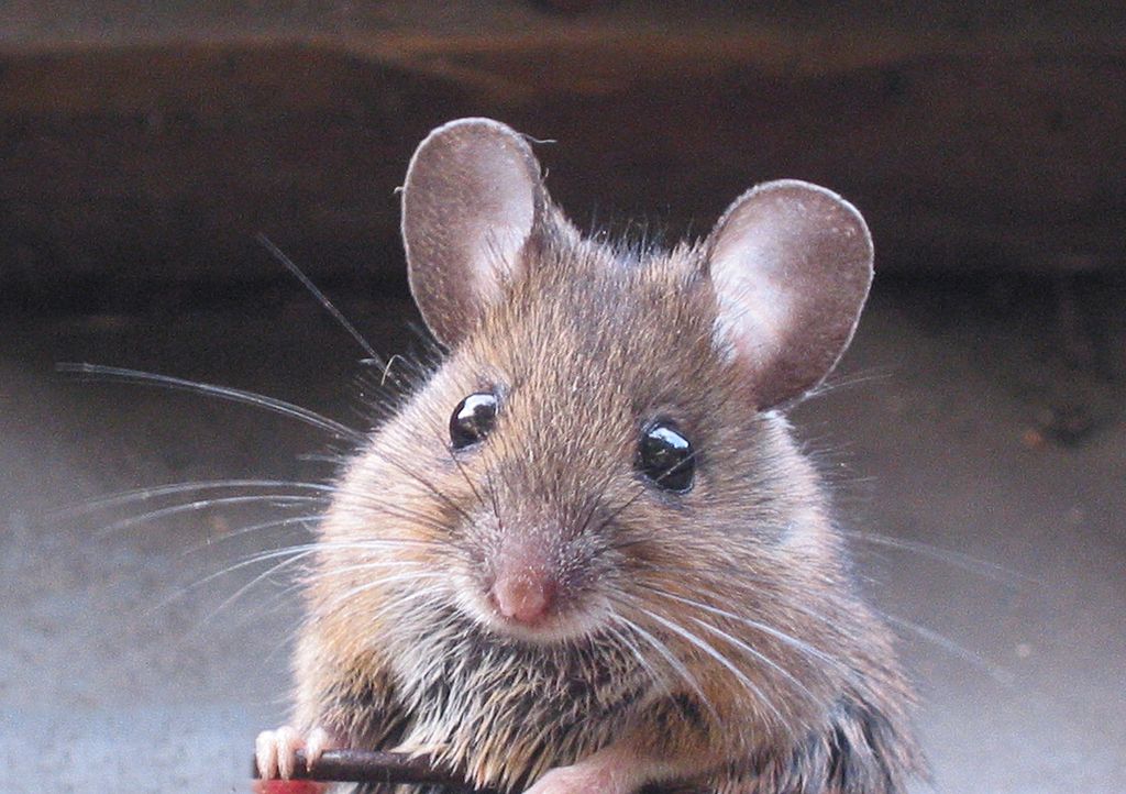 Field Mice in House: How to Identify & Remove Them