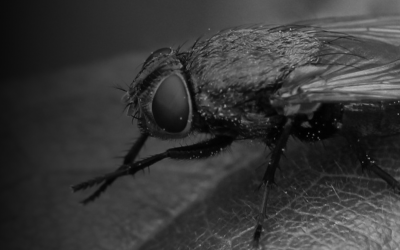 UK Cluster Flies: What to Do & How to get Rid of Them
