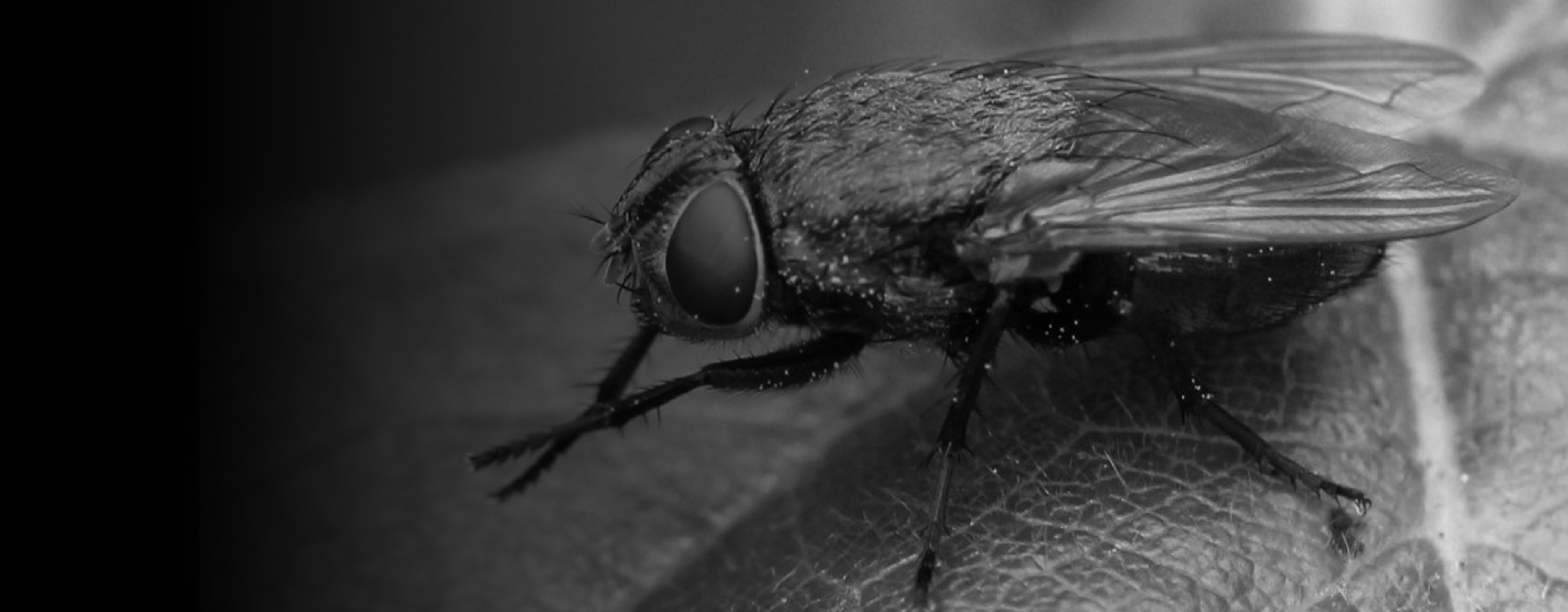 UK Cluster Flies: What to Do & How to get Rid of Them