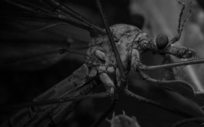 Why Do Crane Flies Fly at You