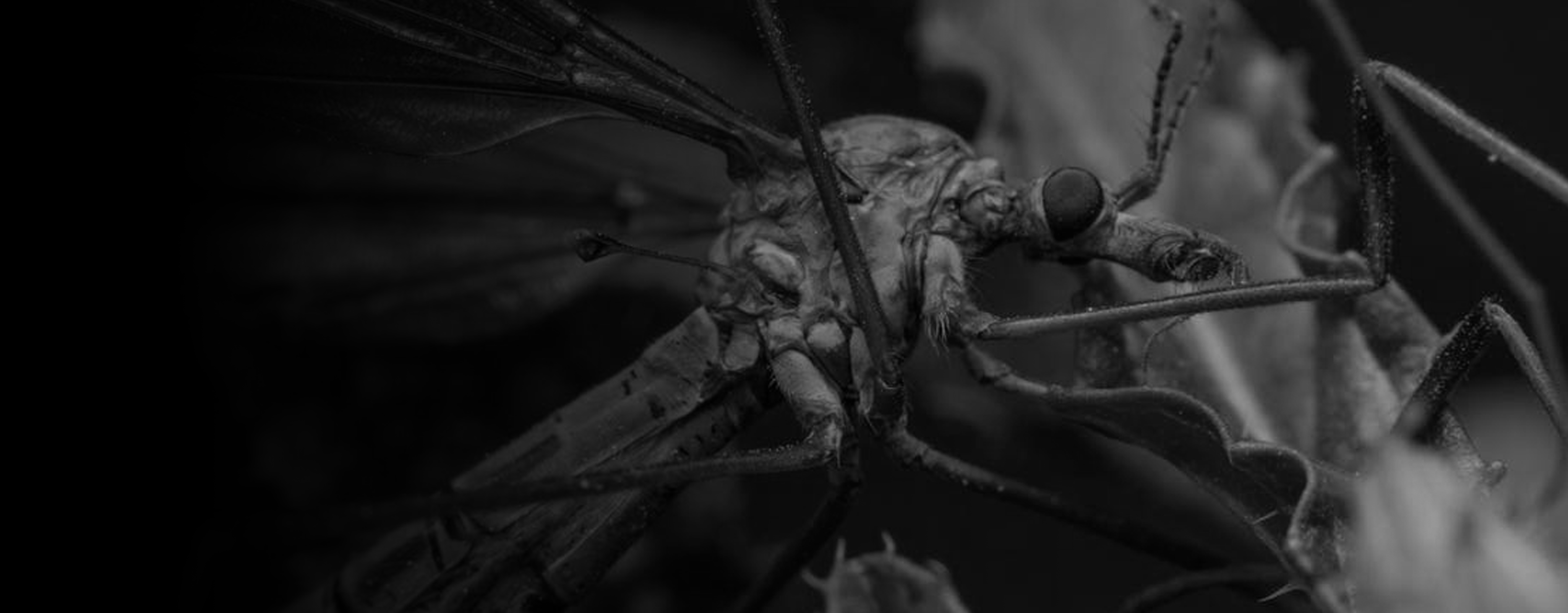 Why Do Crane Flies Fly at You