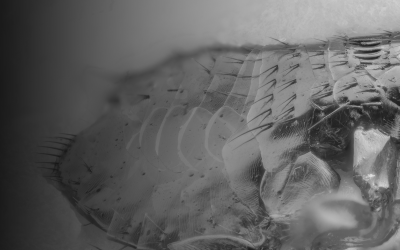 Heat Treatment for Fleas: The Safest Way To Get Rid of Fleas