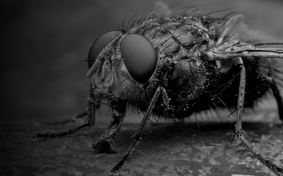 Phorid Flies: How to Get Rid of Them (Safely and for Good)