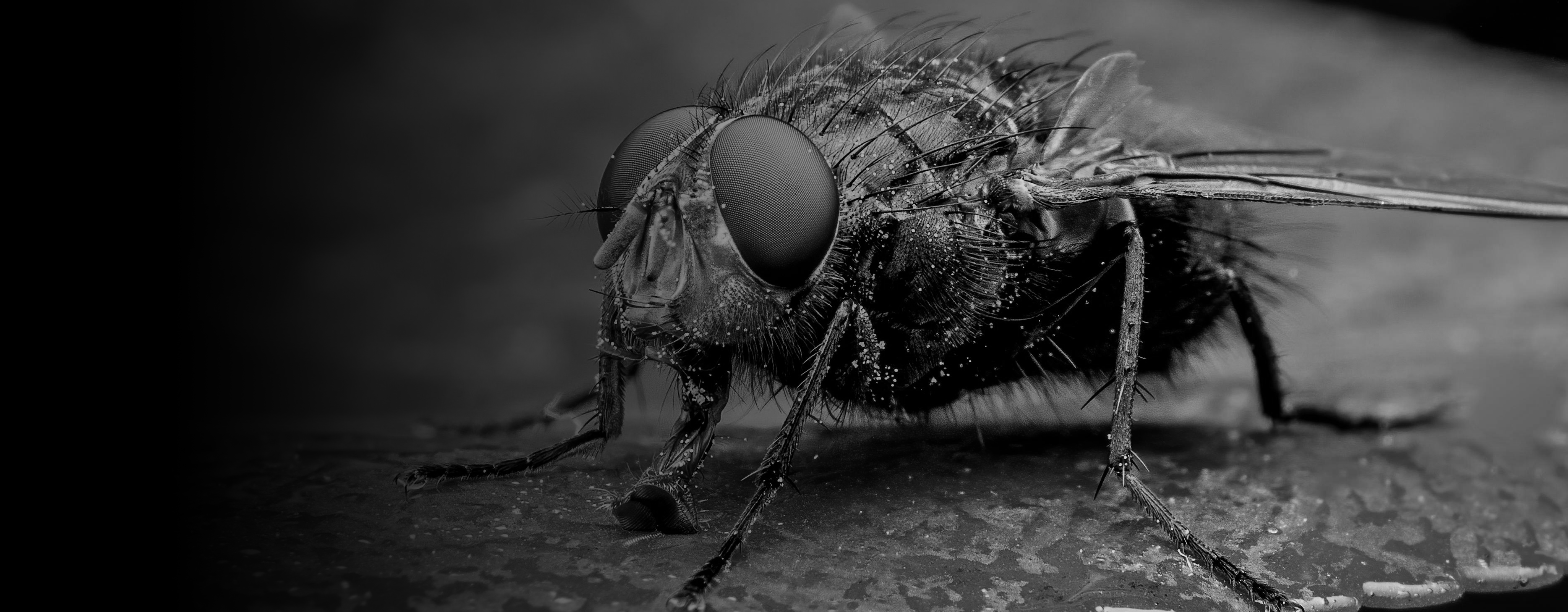 Phorid Flies: How to Get Rid of Them (Safely and for Good)